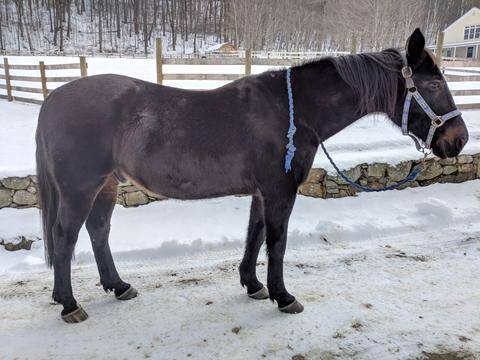 Cole-Case-Study-Lime-Disease picture of horse