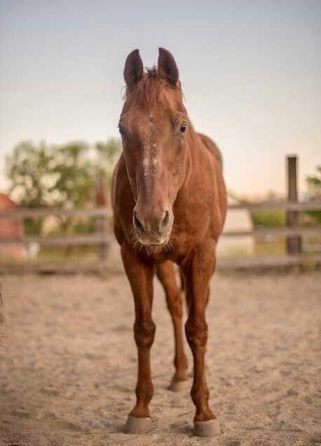 yearling