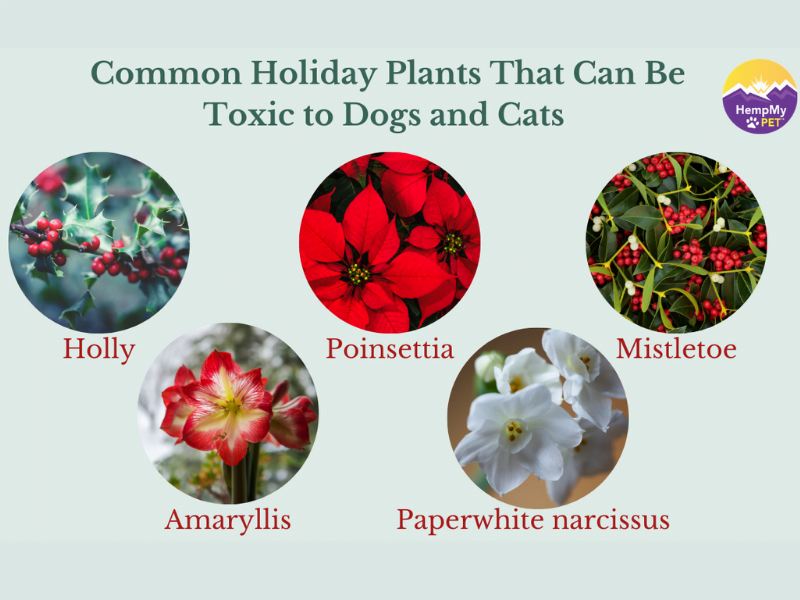 Are holly plants poisonous best sale to dogs